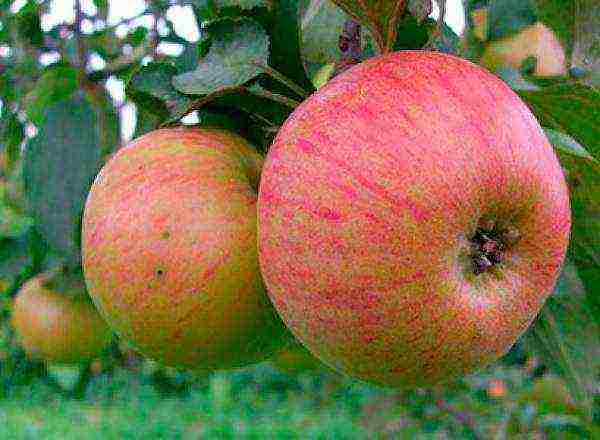 what is the best variety of apples