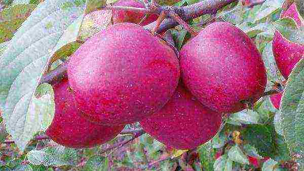 what is the best variety of apples