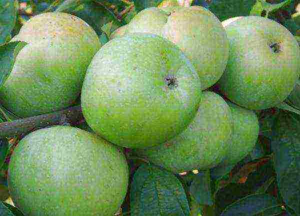 what is the best variety of apples