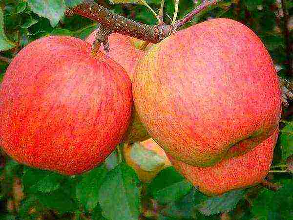 what is the best variety of apples