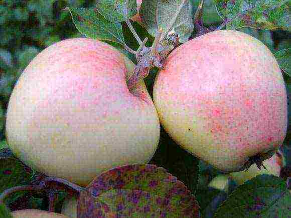 what is the best apple variety