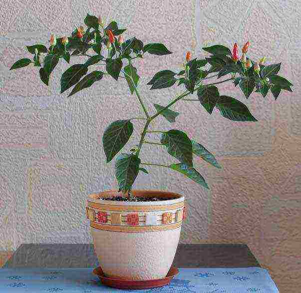 what hot peppers can be grown on the windowsill