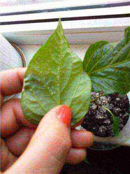 what hot peppers can be grown on the windowsill