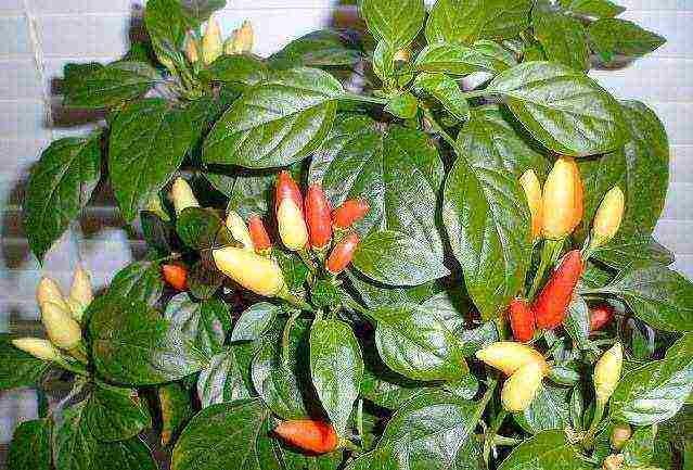 what hot peppers can be grown on the windowsill