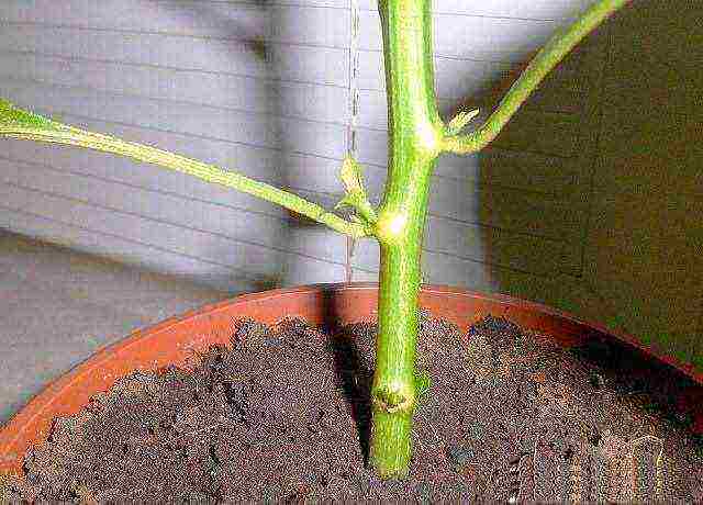 what hot peppers can be grown on the windowsill