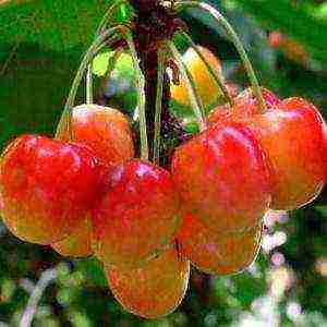 which variety of cherries is better