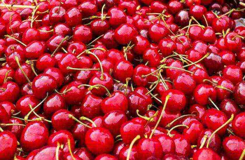 which variety of cherries is the best