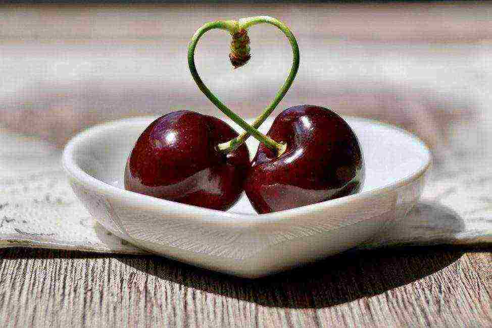 which variety of cherries is the best