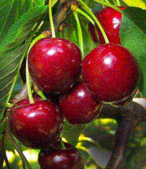 which variety of cherries is the best