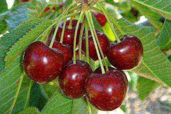 which variety of cherries is the best