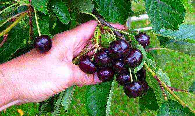 which variety of cherries is the best