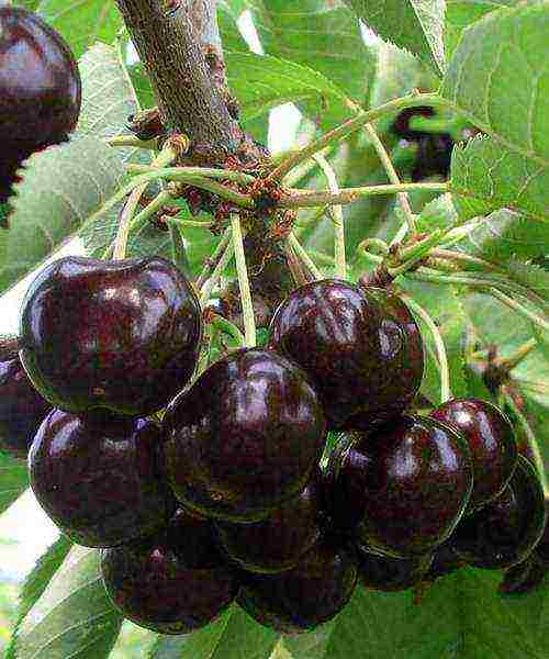 which variety of cherries is the best