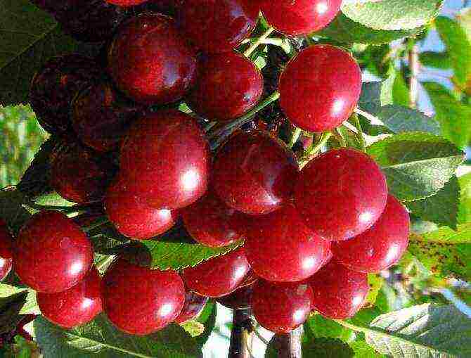 which variety of cherries is the best