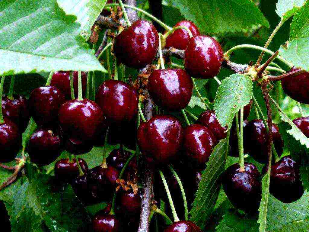 which variety of cherries is the best