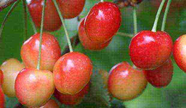 which variety of cherries is the best