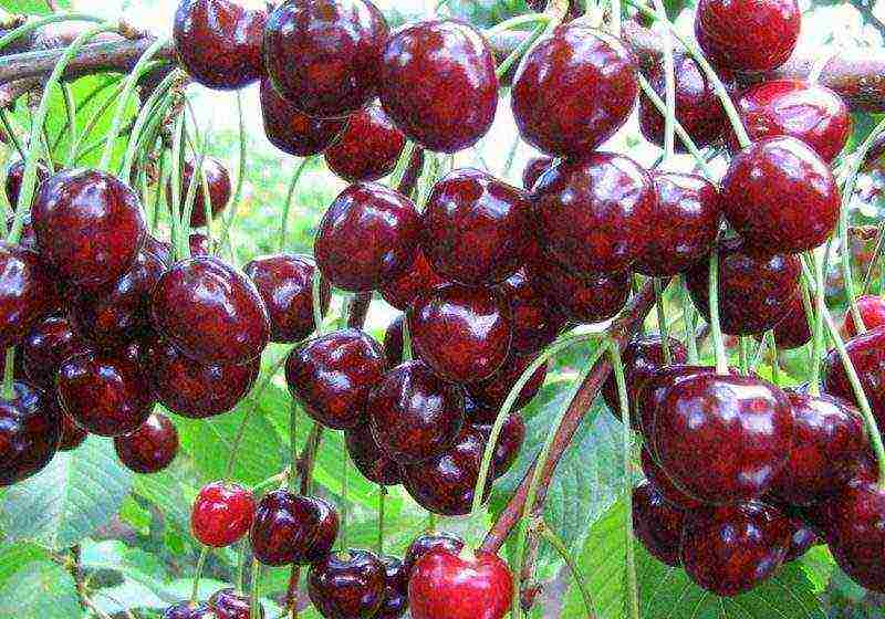 which variety of cherries is the best