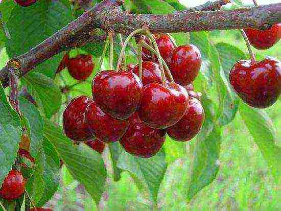 which variety of cherries is the best