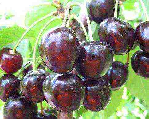 which variety of cherries is the best