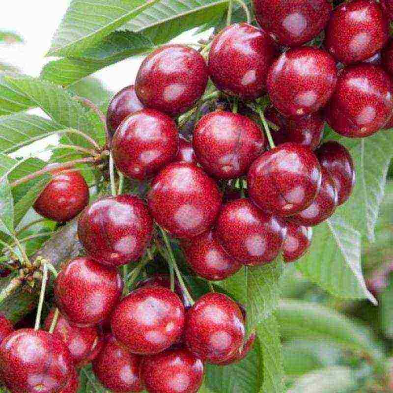 which variety of cherries is the best