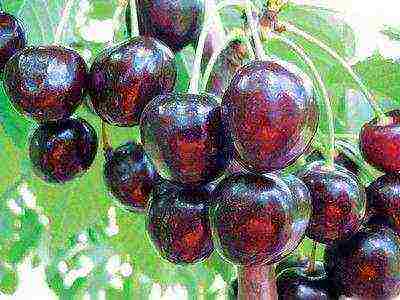 which variety of cherries is the best