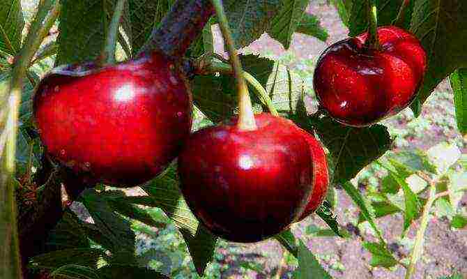 which variety of cherries is the best