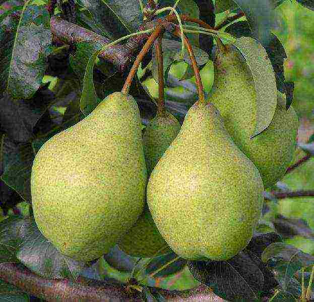 what kind of pear is good