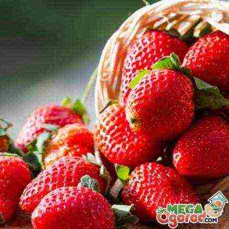 what kind of strawberry is good