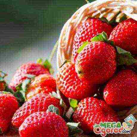 anong klaseng strawberry ang maganda