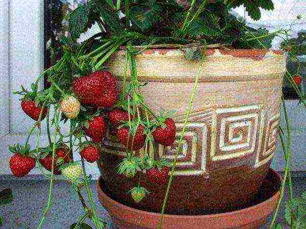 which variety of strawberries is better to grow in the suburbs