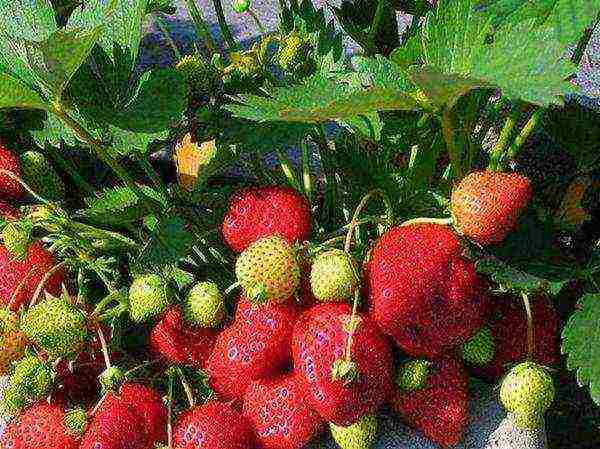 aling iba't ibang mga strawberry ang mas mahusay na lumaki sa mga suburb