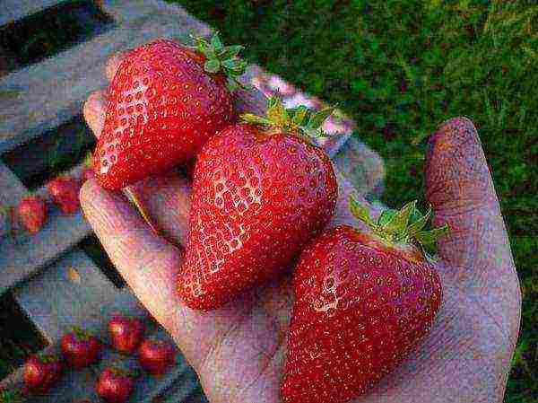 aling iba't ibang mga strawberry ang mas mahusay na lumaki sa mga suburb