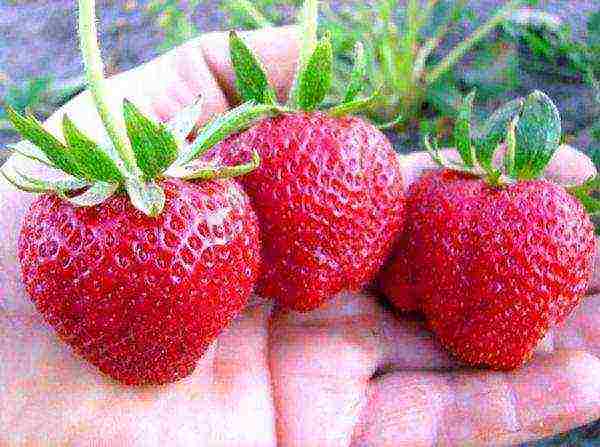 aling iba't ibang mga strawberry ang mas mahusay na lumaki sa mga suburb