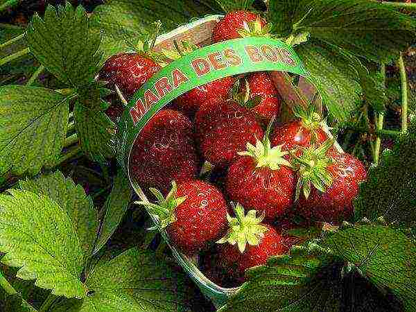 which variety of strawberries is better to grow in the suburbs