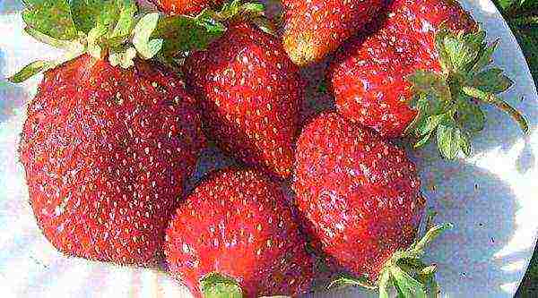 aling iba't ibang mga strawberry ang mas mahusay na lumaki sa mga suburb