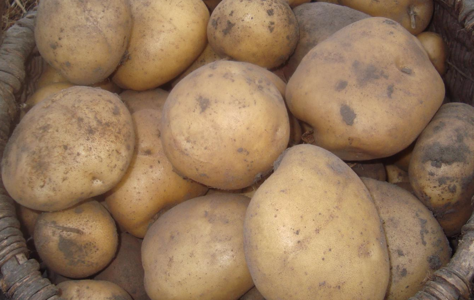 which variety is better potatoes