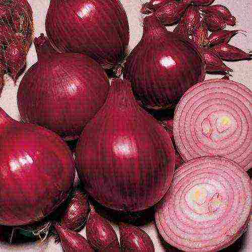 which variety is better than onions