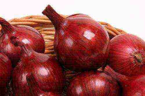 which variety is better than onions