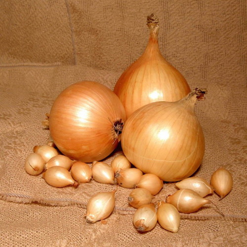 which variety is better than onions