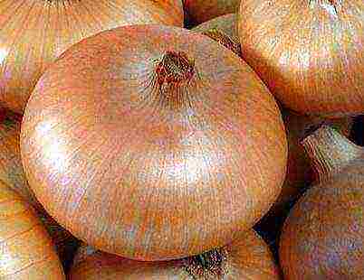 which variety is better than onions