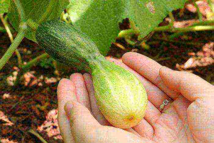 what kind of cucumber is better to grow on the windowsill