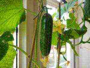 anong uri ng pipino ang maaaring lumaki sa windowsill