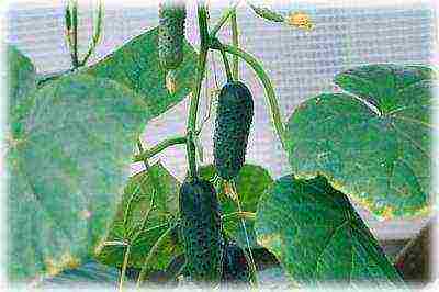 what kind of cucumber can be grown on the windowsill