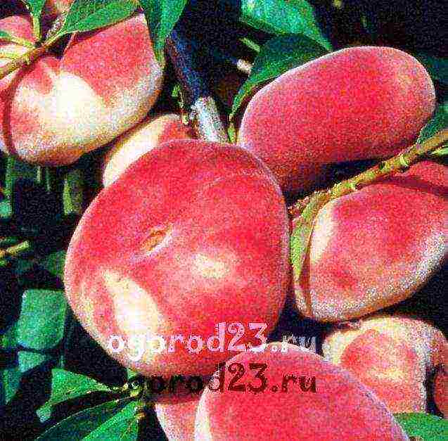 which variety of peach is better