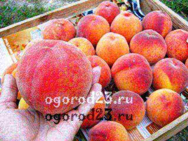 aling pagkakaiba-iba ng peach ang mas mahusay