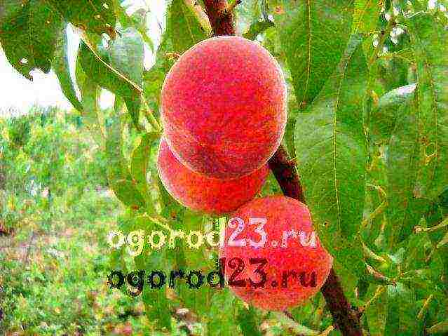 which variety of peach is better