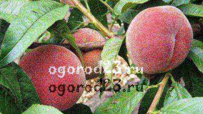 which variety of peach is better