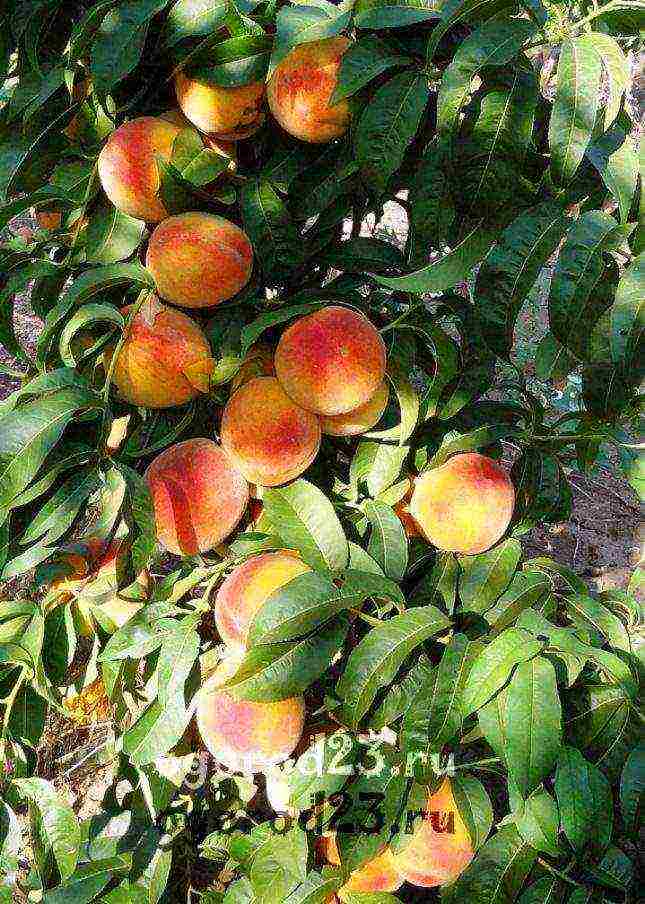 aling pagkakaiba-iba ng peach ang mas mahusay