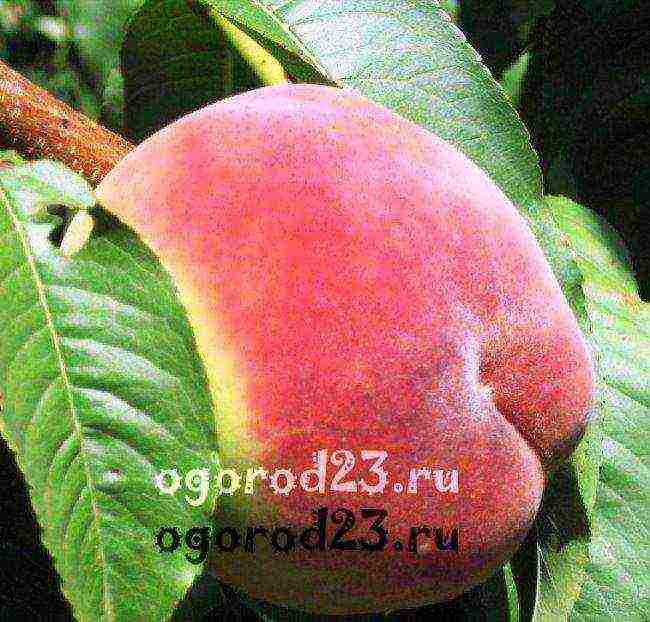 which variety of peach is better