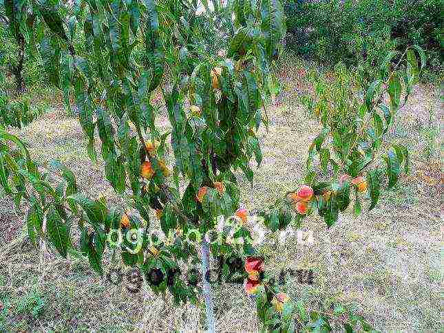 aling pagkakaiba-iba ng peach ang mas mahusay