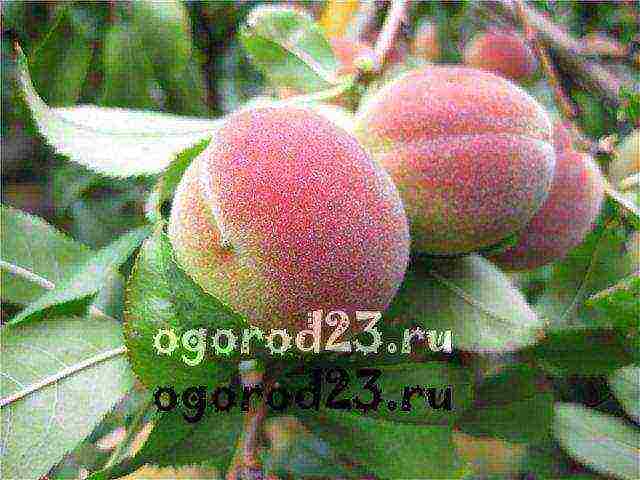 which variety of peach is better